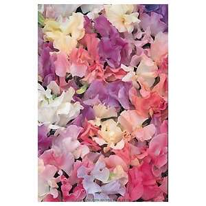  Scented Sweet Peas Collection: Patio, Lawn & Garden