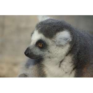 Ring Tailed Lemur Taxidermy Photo Reference CD: Sports 