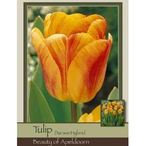 Honeyman Farms Tulip Darwin Hybrid Beauty of Apeldoorn Pack of 100 
