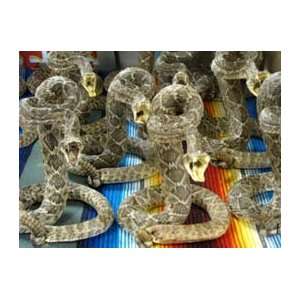  Rattle Snake Coiled To Strick Toys & Games