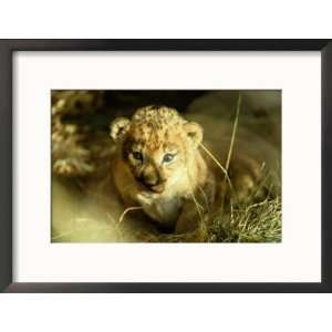  A Two Week Old Lion Cub with Blue Eyes Collections Framed 