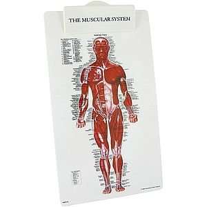  Muscular System Clipboard: Industrial & Scientific