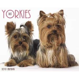  Yorkies 2012 Wall Calendar: Office Products