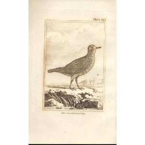  The Golden Plover 1812 Buffon Birds Plate 197