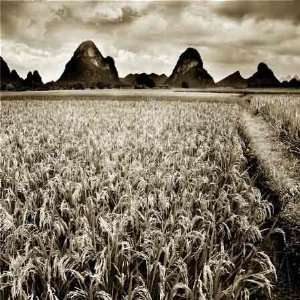  joSon   Rice Fields and Mountains Artaissance Giclee on 