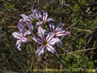 Leucocoryne vitatta (Lily). 30 fresh seeds  