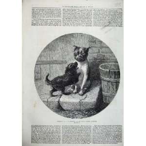  1872 Bothered Bottomley Dudley Puppy Dogs Playing Art 