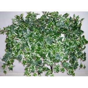    32 Deluxe Variegated English Ivy Ledge Garden: Home & Kitchen