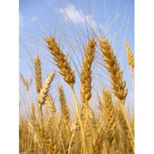  5lb Kansas Wheat, Wheat Seed, Cat Grass, Wheat Grass 