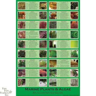 Marine Plants & Algae An Illustrated Guide Poster 3x2  