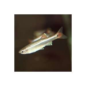   Tanichthys albonubes White Cloud Mountain Minnow