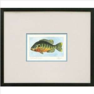  Phoenix Galleries VF12 Sunfish Framed Print: Home 