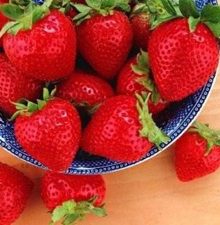 25 Evie Everbearing Strawberry Plants   BEST BERRY   Bare Root Plants