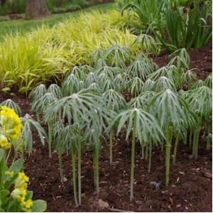  Umbrella Plant  Cyperus  50 Seeds Patio, Lawn & Garden