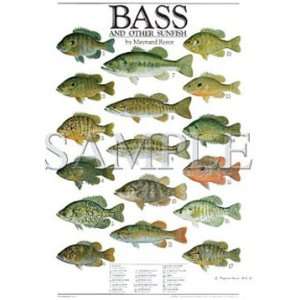  T shirts Aquatic Sea Life Fish Bass XXL 