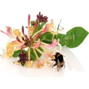  Wild Honeysuckle Type home fragrance oil 15ml: Beauty