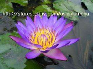 10 LIVE KING BLUE WATER LILY PLANTS BULB LOTUS +FreeDoc  