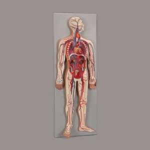 Altay(r) Human Circulatory System Model  Industrial 