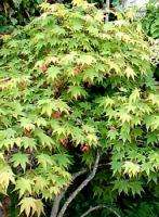 Japanese Maple Tree (Acer palmatum)   50+ SEEDS  