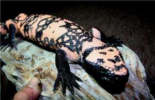 Alligator Gator replica mount taxidermy for sale worldwide