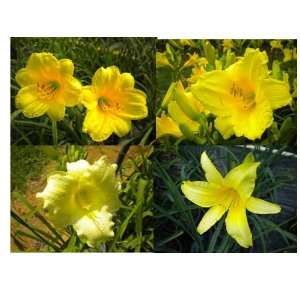  16 Fans Yellow Daylily Collection Patio, Lawn & Garden
