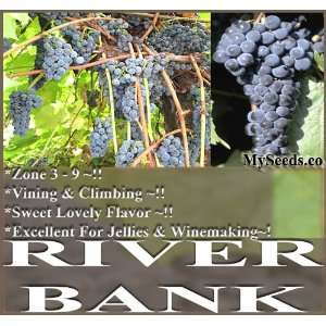  10 Riverbank Grape Vitis riparia Vine Seeds Fragrant 