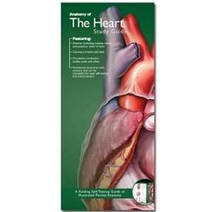  Anatomy of the Heart Study Guide