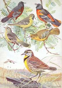 Vintage MATTED Bird Print Picture LOUIS AGASSIZ FUERTES, Oriole  