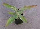 Succulents, Chihuahuan Desert Cold Hardy items in agave store on !