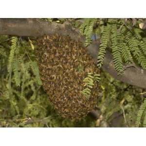 Honey Bee (Apis Mellifera) Swarm in a Mesquite Tree, Sonoran Desert 