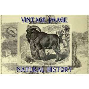   Print Vintage Natural History Image The Barbary Sheep: Home & Kitchen