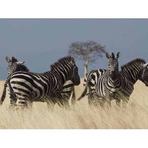  Zebras at Nechisar National Park, Arba Minch, Rift Valley 