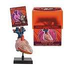 EIN Os Human Bio Signs Anatomy HEART Box Kit Model Biology Tedco Home 