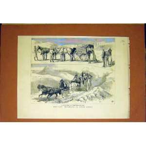  Post Cart South Africa Horses Old Print 1884