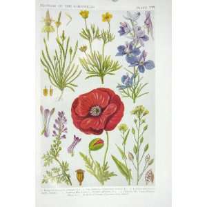  1919 Flowers Mouse Tail Buttercup Larkspur Red Poppy