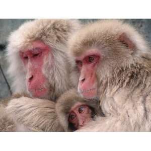  Snow monkeys huddle together for warmth, Japan 