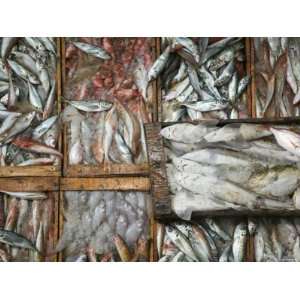 Fish Market, Commercial Port, Agadir, Atlantic Coast, Morocco Premium 