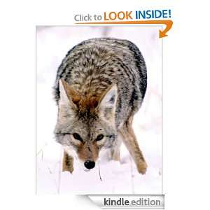 Coyote   Animal Kingdom App Book Shop  Kindle Store