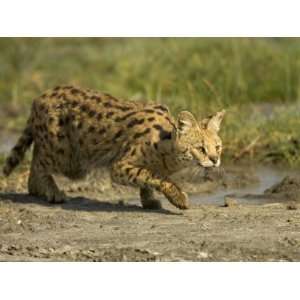  A Serval Stalking Prey (Leptailurus Serval) Premium 