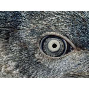  Close Up of the Mosaic Eye and Plumage of a Young Fairy Penguin 