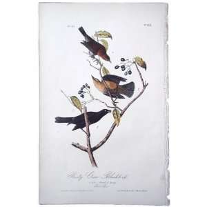  Rusty Crow Blackbird   Original Audubon 1st Edition Octavo 