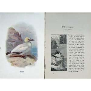  1901 Swaysland Wild Birds Gannet Salu Bassana Colour: Home 