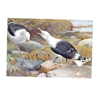 Colored Drawing Birds Great Black Backed Gulls: Home 