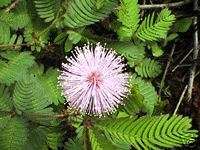 Mimosa SENSITIVE PLANT Leaves close when touched SEEDS  