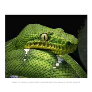  The Emerald Tree Boa Snake Head 10.00 x 8.00 Poster Print 