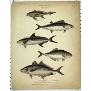   1812 Ichthyology Fish Mackerel Ruber Barbatus Niger