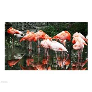   Phoenicopterus Ruber 10.00 x 8.00 Poster Print