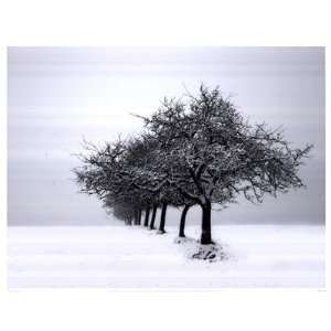  Winter Tree Line I Finest LAMINATED Print Ilona Wellmann 
