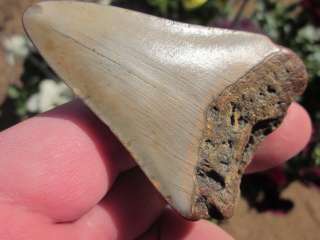 11/16 MEGALODON SHARK Tooth Fossil Fish Teeth Megladon SCUBA MADE IN 