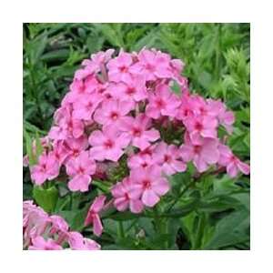  Phlox   Shortwood Perennial Flower Patio, Lawn & Garden